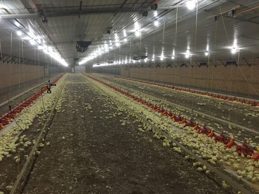 Gegalvaniseerd lichtstaal frame constructie pluimveehuis kippenboerderij bouten verbinding