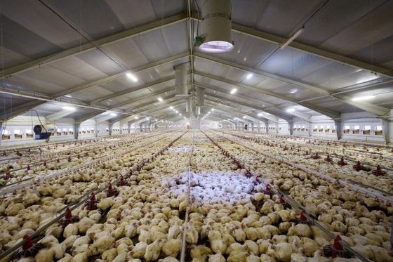 Gegalvaniseerde staalstructuur gesloten type milieugecontroleerd commercieel kippenhok